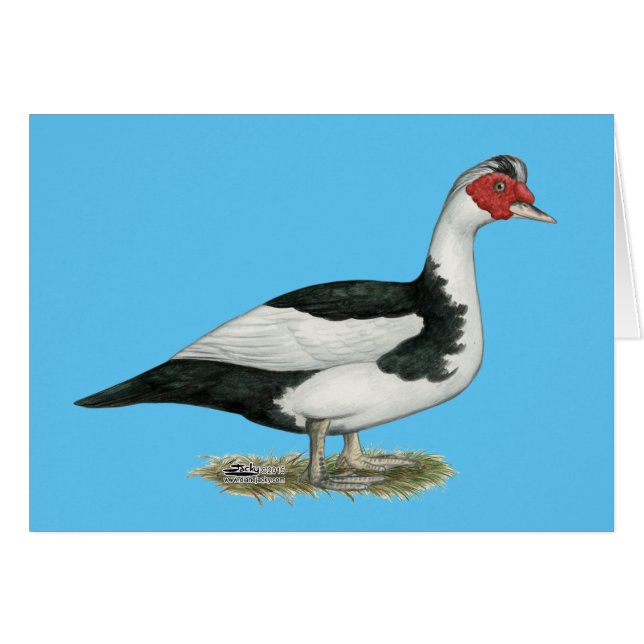 Muscovy Black Pied Drake (Front Horizontal)