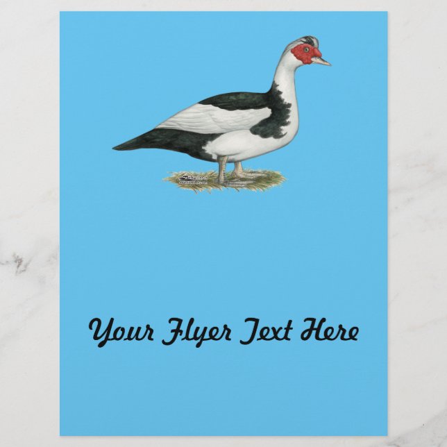 Muscovy Black Pied Drake Flyer (Front)