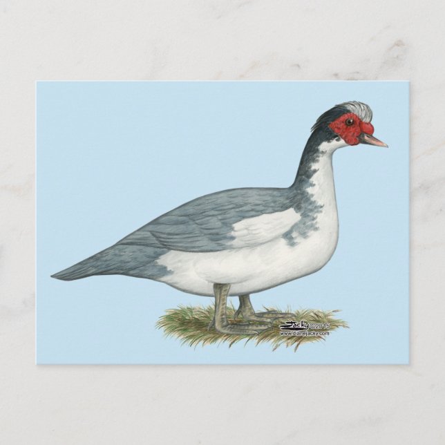 Muscovy Blue Pied Drake Postcard (Front)