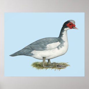 Muscovy Blue Pied Drake Poster