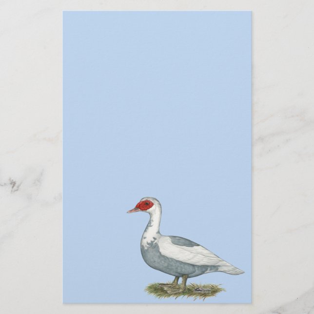 Muscovy Blue Pied Duck (Front)
