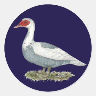 Muscovy Blue Pied Duck Classic Round Sticker