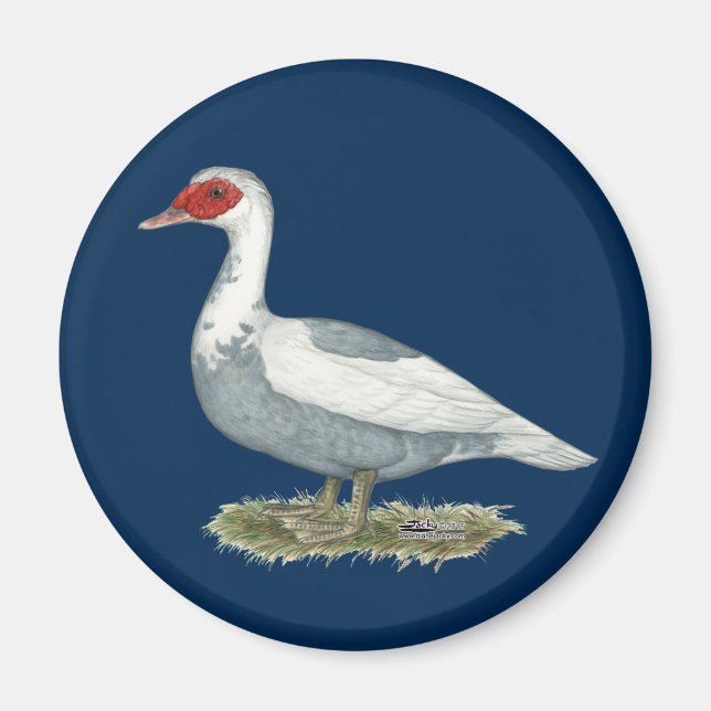 Muscovy Blue Pied Duck Magnet (Front)