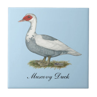 Muscovy Blue Pied Duck Tile