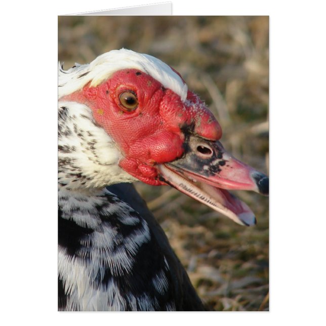 Muscovy Drake (Front)