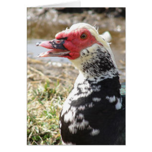 Muscovy Drake