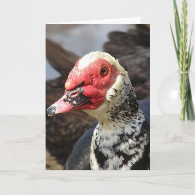 Muscovy Drake Card (Front)