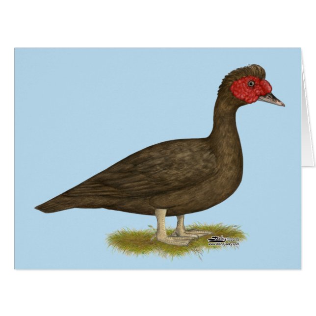 Muscovy Drake Chocolate (Front Horizontal)
