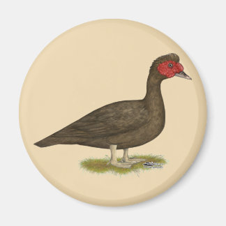 Muscovy Drake Chocolate Magnet