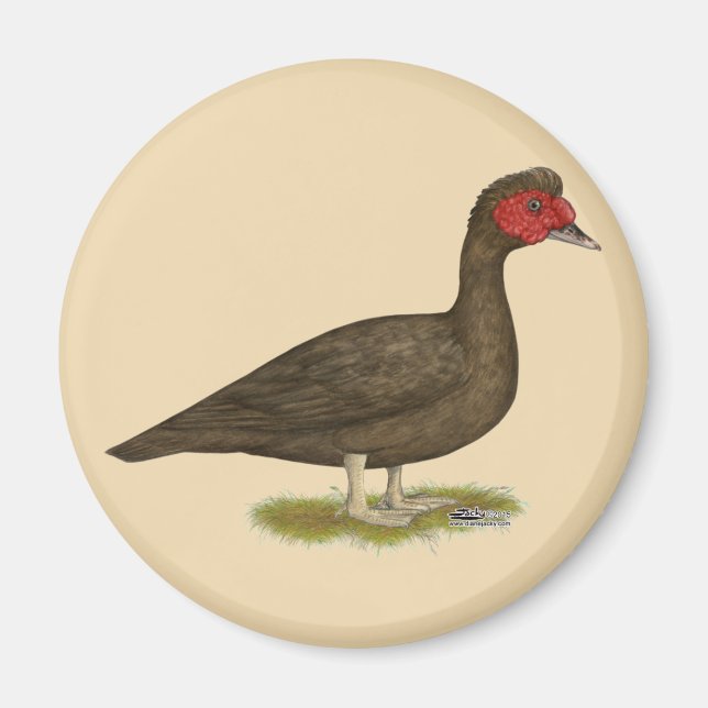 Muscovy Drake Chocolate Magnet (Front)