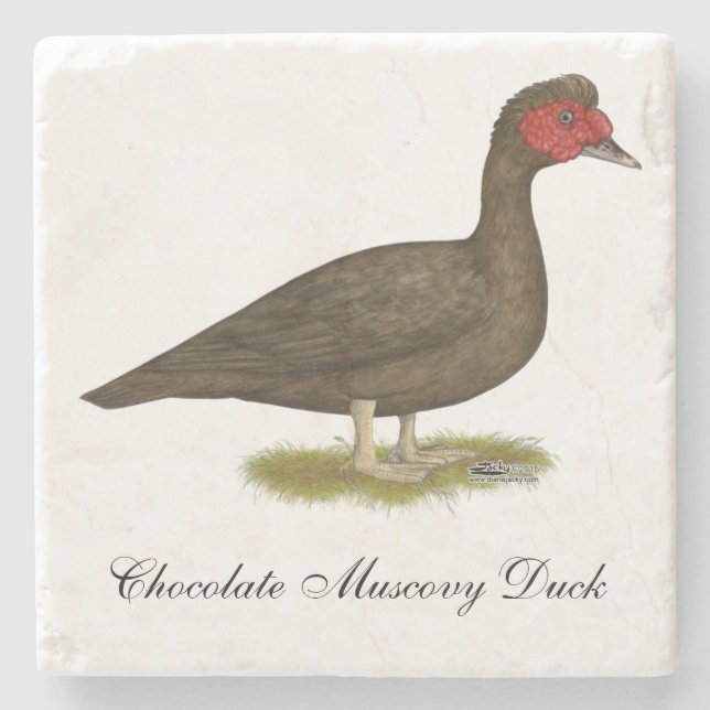 Muscovy Drake Chocolate Stone Coaster (Front)