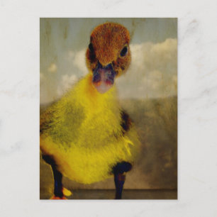 Muscovy Dreamin' Postcard