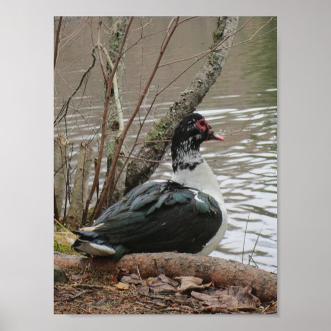 Muscovy Duck By Pond Poster (Front)