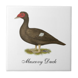 Muscovy Duck Chocolate Tile