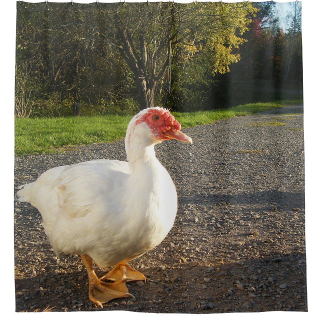 Muscovy Duck Drake Shower Curtain (Front)