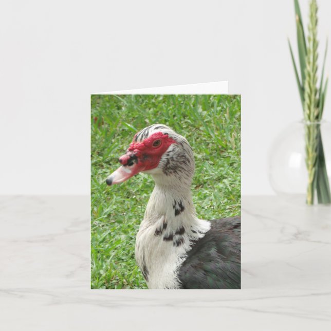 Muscovy Duck Photo Folded Note Card (Front)