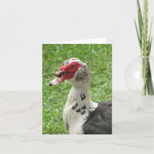 Muscovy Duck Photo Folded Note Card