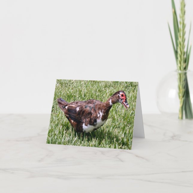 Muscovy Duck Photo Folded Note Card (Front)