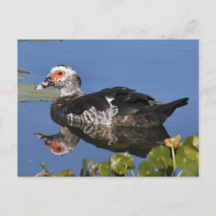 Muscovy Duck Photo Postcard