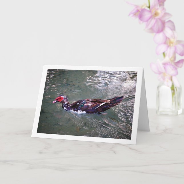 Muscovy duck Portrait Card (Orchid)