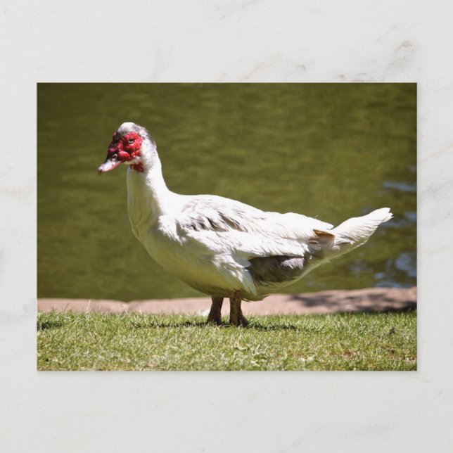 Muscovy Duck Postcard (Front)