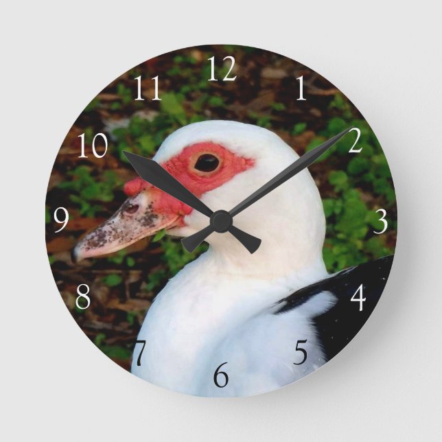 Muscovy Duck Round Clock (Front)