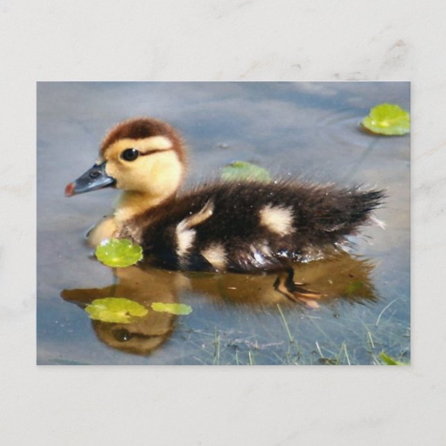 Muscovy Duckling Photo Postcard (Front)