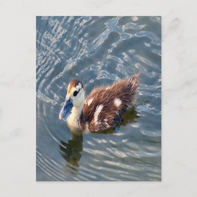 Muscovy Duckling Photo Postcard (Front)