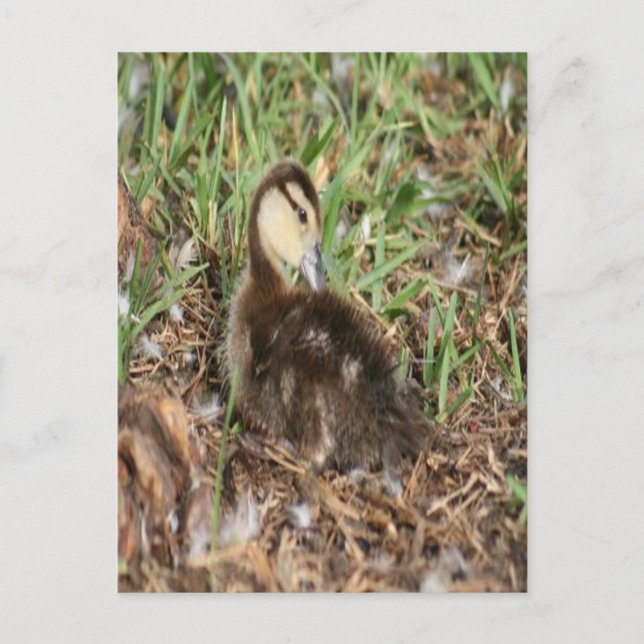 Muscovy Duckling Photo Postcard (Front)