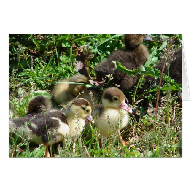 Muscovy Ducklings (Front Horizontal)