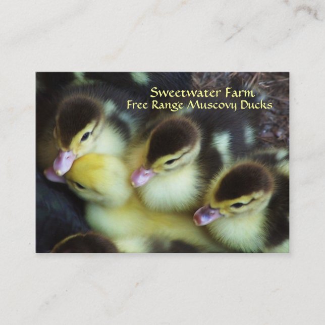 Muscovy Ducklings Business Cards (Front)