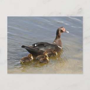 Muscovy Ducks Photo Postcard