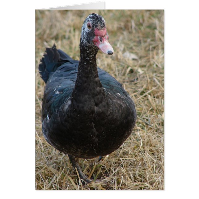 Muscovy Hen All Occassions Blank Inside (Front)