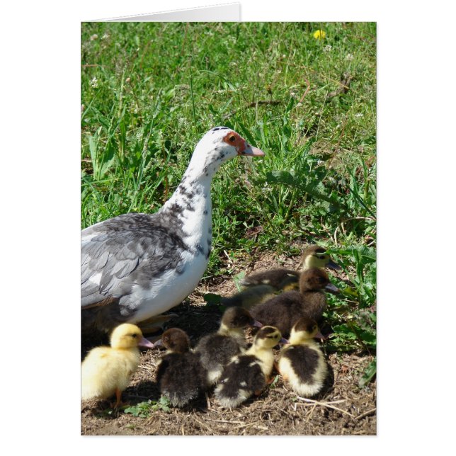 Muscovy Hen and Ducklings (Front)