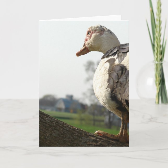 Muscovy Hen in a Tree Card (Front)