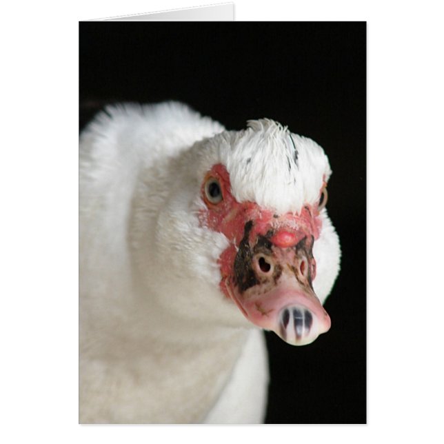 Muscovy Hen Stare Down (Front)