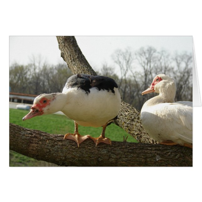Muscovy Hens in a Tree (Front Horizontal)