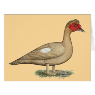 Muscovy Light Chocolate Drake