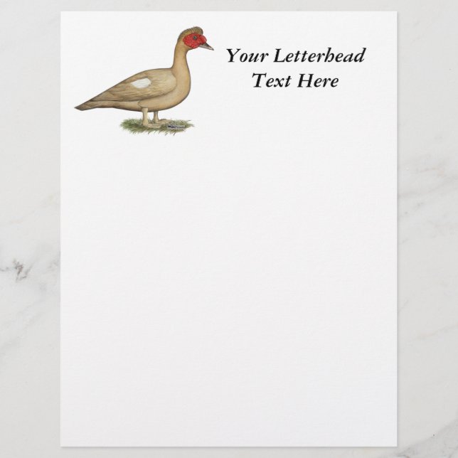 Muscovy Light Chocolate Drake (Front)