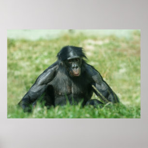 Muscular Bonobo in the Grass Poster