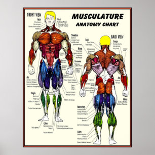 MUSCULATURE  Body Building Anatomy Chart Print