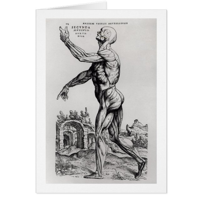 Musculature Structure of a Man (b/w neg & print) (Front)