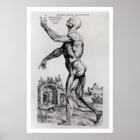 Musculature Structure of a Man (b/w neg & print)