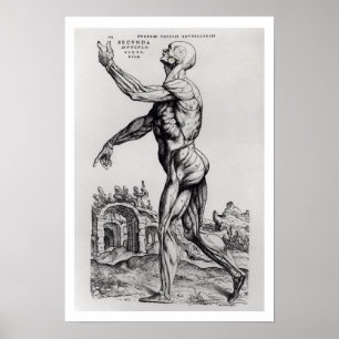 Musculature Structure of a Man (b/w neg & print) Poster