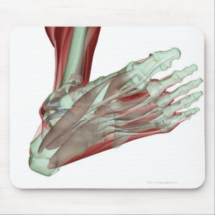 Musculoskeleton of the Foot 2 Mouse Pad