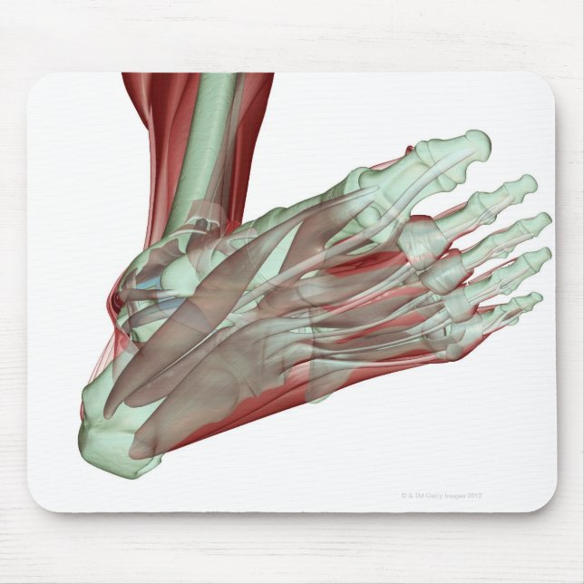 Musculoskeleton of the Foot 2 Mouse Pad (Front)