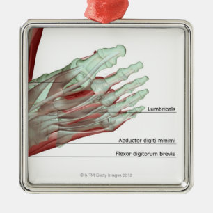 Musculoskeleton of the Foot Metal Tree Decoration