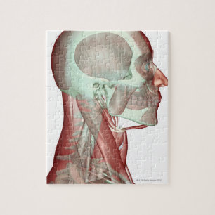 Musculoskeleton of the Head and Neck 2 Jigsaw Puzzle