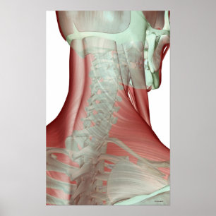 Musculoskeleton of the Neck Poster