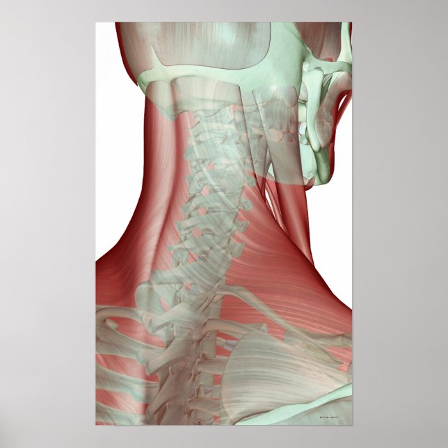Musculoskeleton of the Neck Poster (Front)